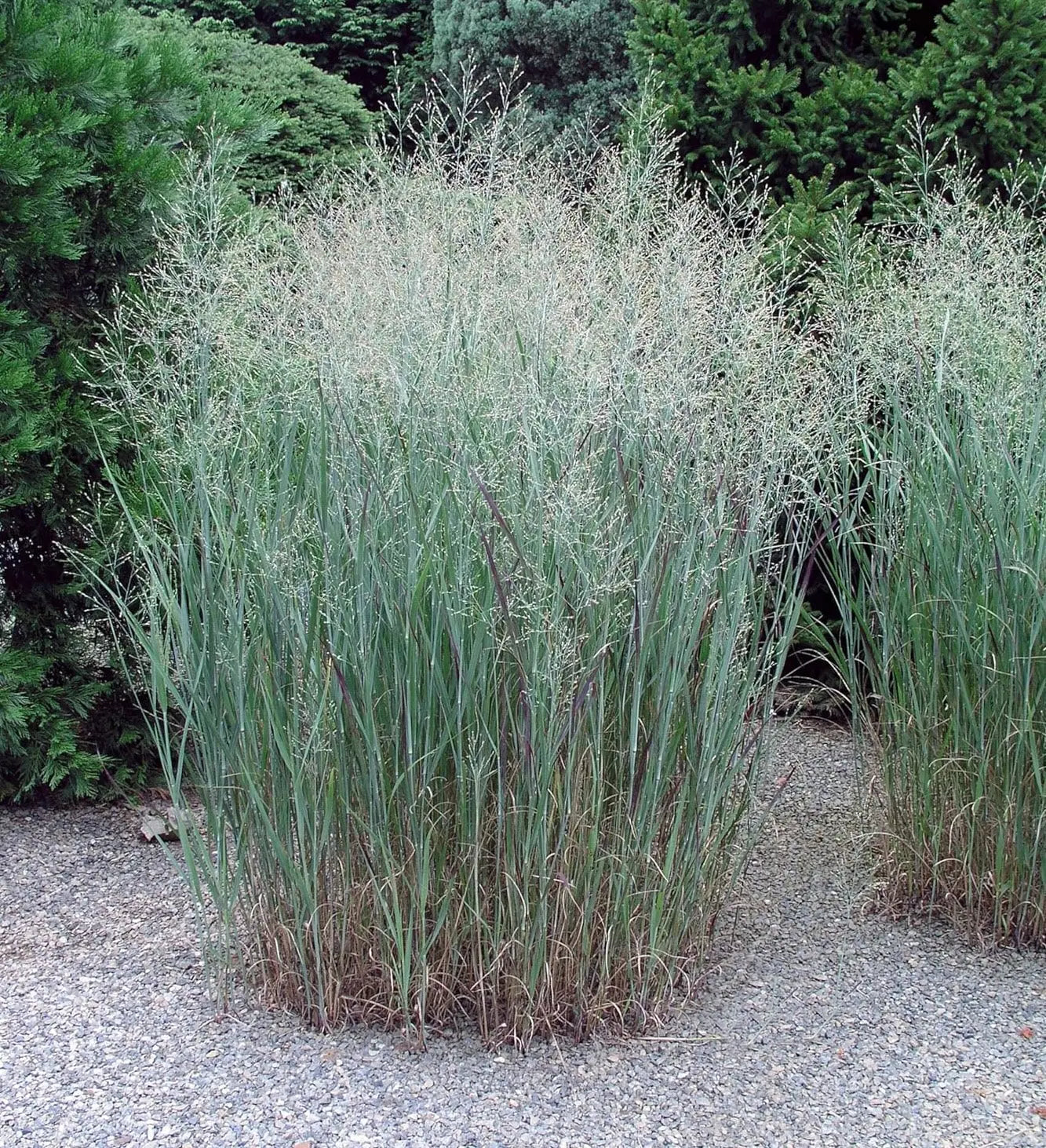 Blaue Rutenhirse Panicum virgatum 'Heavy Metal' im XXL Topf, Ziergras von Stauden Gänge, grüne und blaue Blätter, kräftiger Wuchs