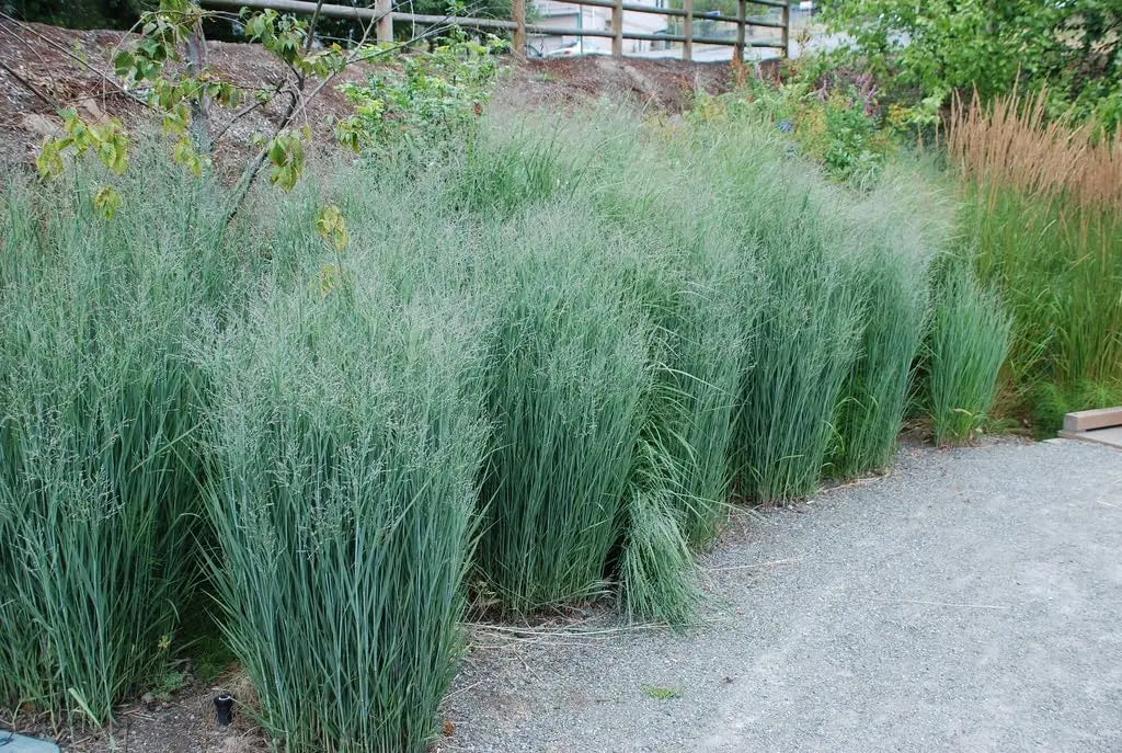 Ziergras Panicum virgatum 'Heavy Metal' in XXL Topf, blaue Rutenhirse, lebendiges Ziergras von Stauden Gänge