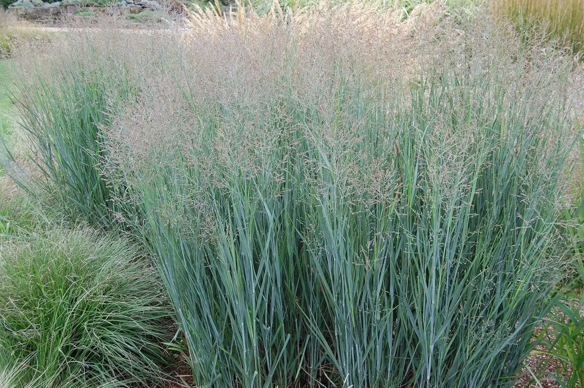 Blaue Rutenhirse Panicum virgatum 'Heavy Metal' im XXL Topf, Ziergras von Stauden Gänge, mit blauen, schmalen Halmen.