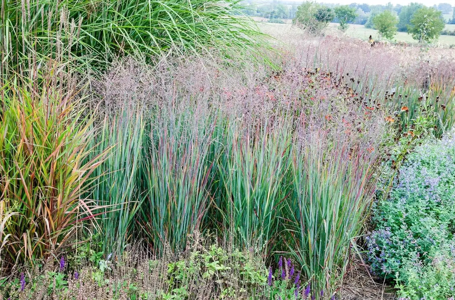 Blaue Rutenhirse Panicum virgatum 'Heiliger Hain', Ziergras mit bläulichen Halmen, im Garten bei Stauden Gänge.