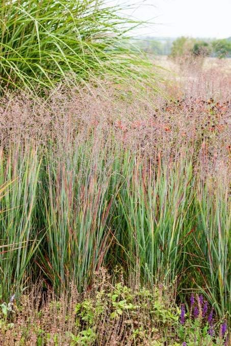 Ziergras Panicum virgatum 'Heiliger Hain' mit blauen Ruten, Stauden Gänge, auf dem Gartenbild sichtbar