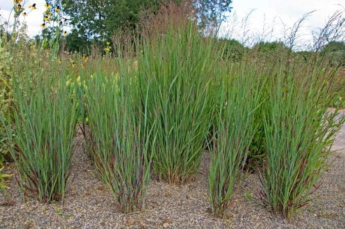 Ziergras Panicum virgatum 'Heiliger Hain' mit bläulich-roten Ruten, Stauden Gänge, im Garten.