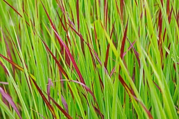 Blaurote Rutenhirse Panicum virgatum 'Heiliger Hain', Ziergras mit bläulichen Rispen, im Garten.