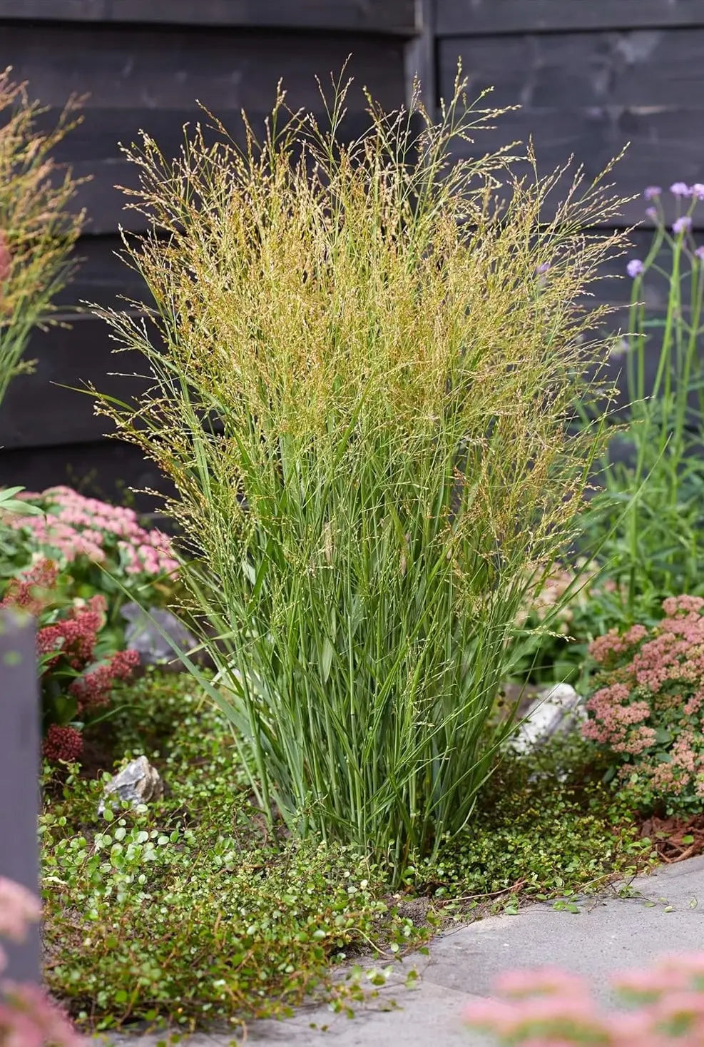 Ziergras Panicum virgatum 'JS Buffalo Green' von Stauden Gänge, grüne Rutenhirse mit lockeren, aufrechten Halmen im Garten.