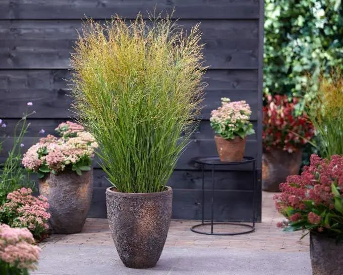 Ziergras Panicum virgatum 'JS Buffalo Green' von Stauden Gänge, grüne Rutenhirse mit langen, schmalen Blättern im Garten.