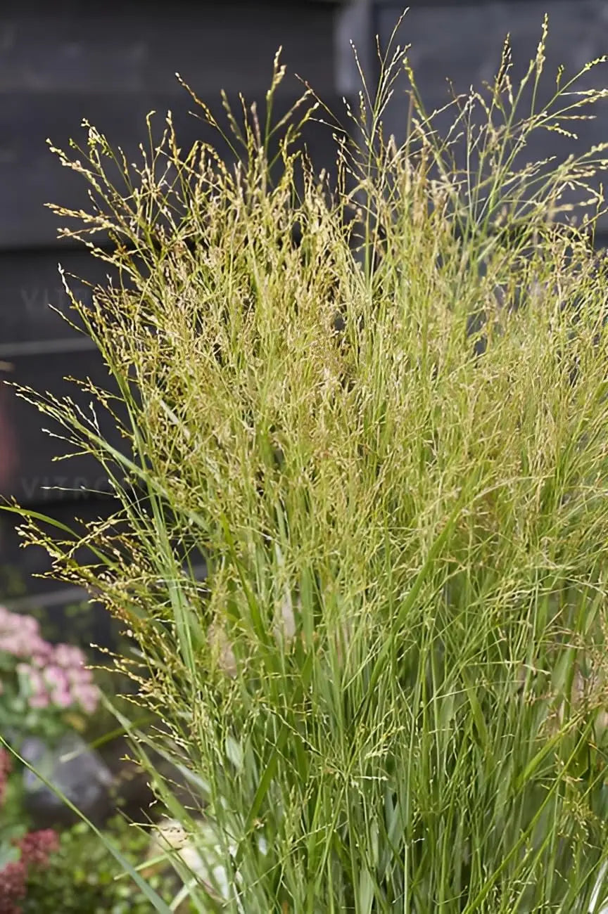Ziergras Panicum virgatum 'JS Buffalo Green' von Stauden Gänge, grüne Rutenhirse mit aufrechten Halmen und zarten Blättern