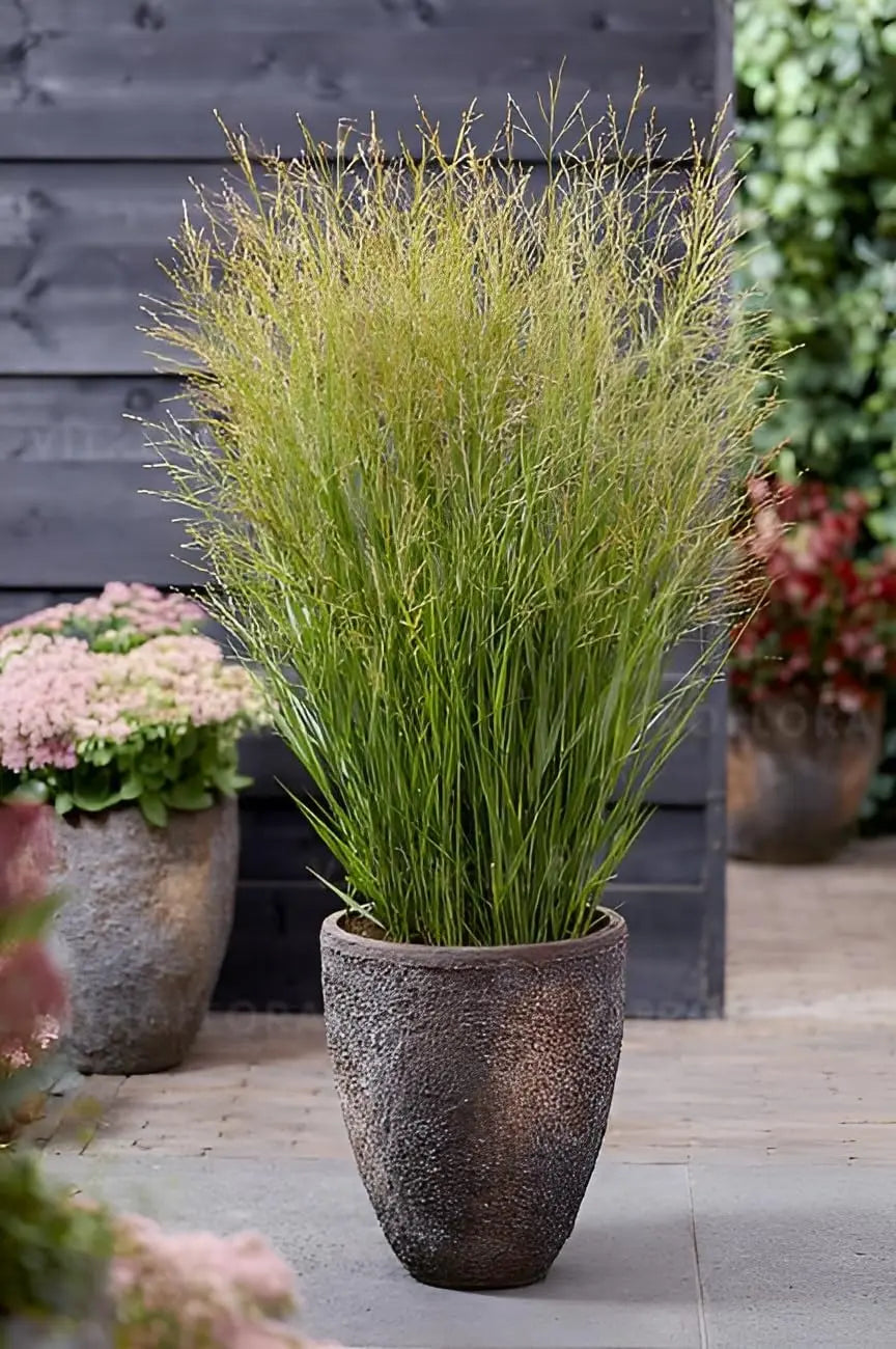 Ziergras Panicum virgatum 'JS Buffalo Green' von Stauden Gänge, grüne Rutenhirse, im Garten fotografiert