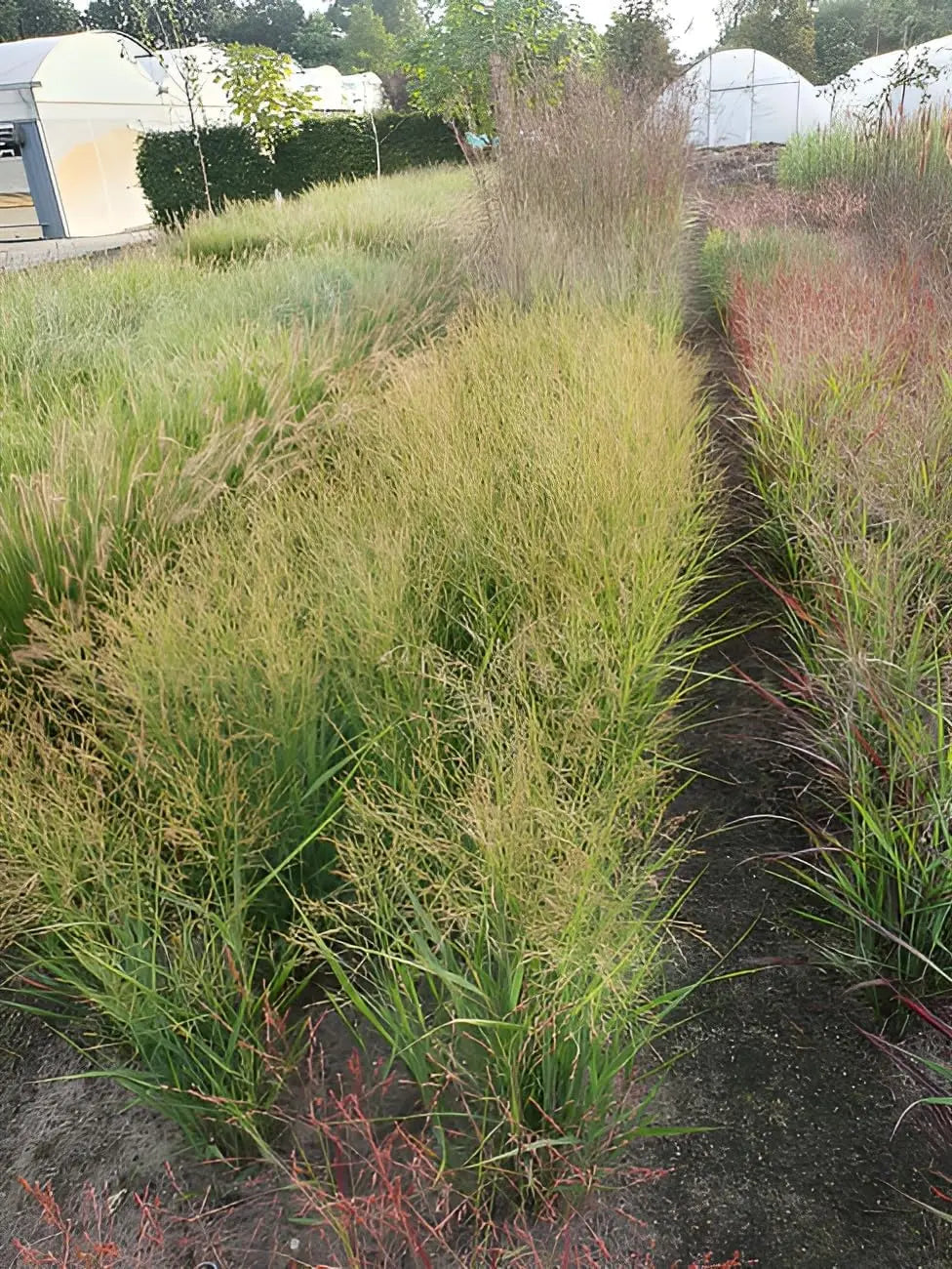 Ziergras Panicum virgatum 'JS Buffalo Green' von Stauden Gänge, grüne Rutenhirse mit lockeren, aufrechten Halmen im Garten.
