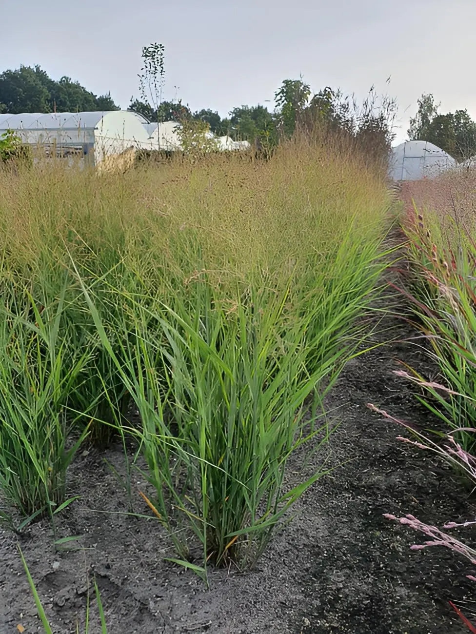 Ziergras Panicum virgatum 'JS Buffalo Green' von Stauden Gänge, grüne Rutenhirse, im Garten.