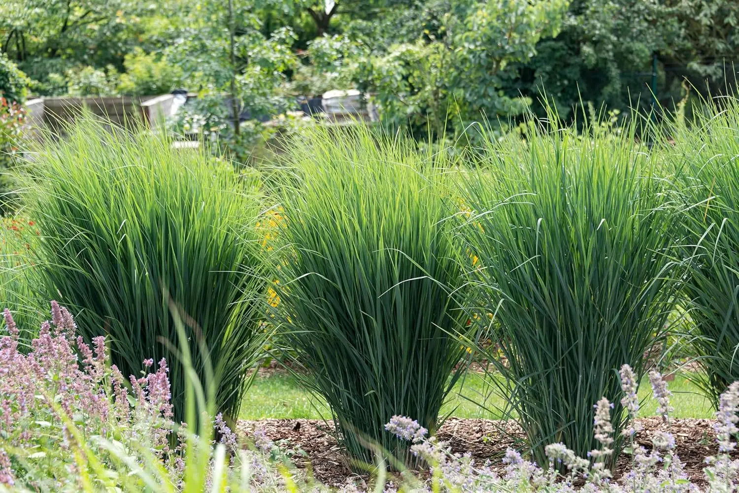 Ziergras Panicum virgatum 'Northwind' in XXL Topf, braune Rutenhirse von Stauden Gänge, dekoratives Gartenpflanzenbild