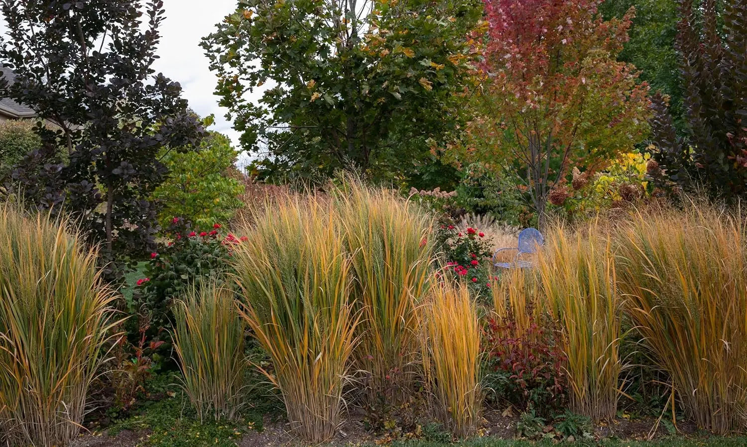 Ziergras Panicum virgatum 'Northwind' in XXL Topf, dekoratives Rutenhirse-Gras, von Stauden Gänge, auf Bild.