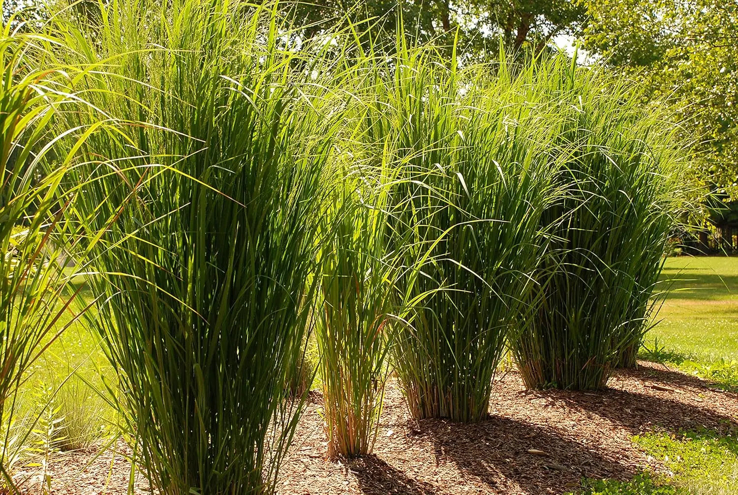 Ziergras Panicum virgatum 'Northwind' im XXL Topf, Stauden Gänge, dekoratives Reiseziergras in natürlicher Gartenszene