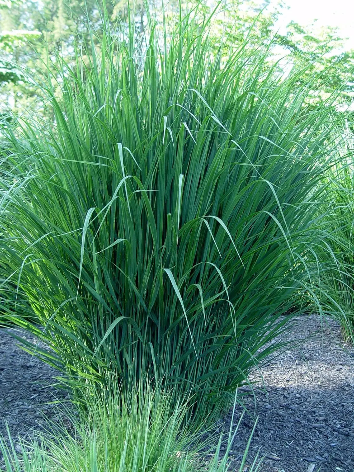 Ziergras Panicum virgatum 'Northwind' in XXL Topf, robust Reisen Rutenhirse, von Stauden Gänge.