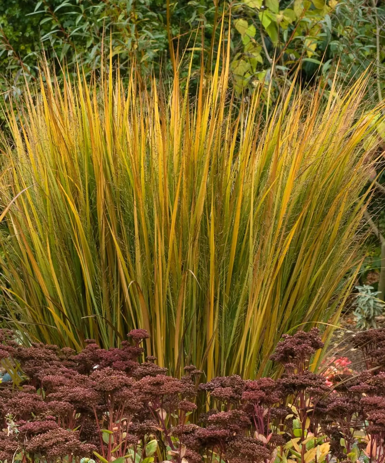 Ziergras Panicum virgatum 'Northwind' in XXL Topf, dekoratives Rutenhirse, von Stauden Gänge, detailreiche Ansicht