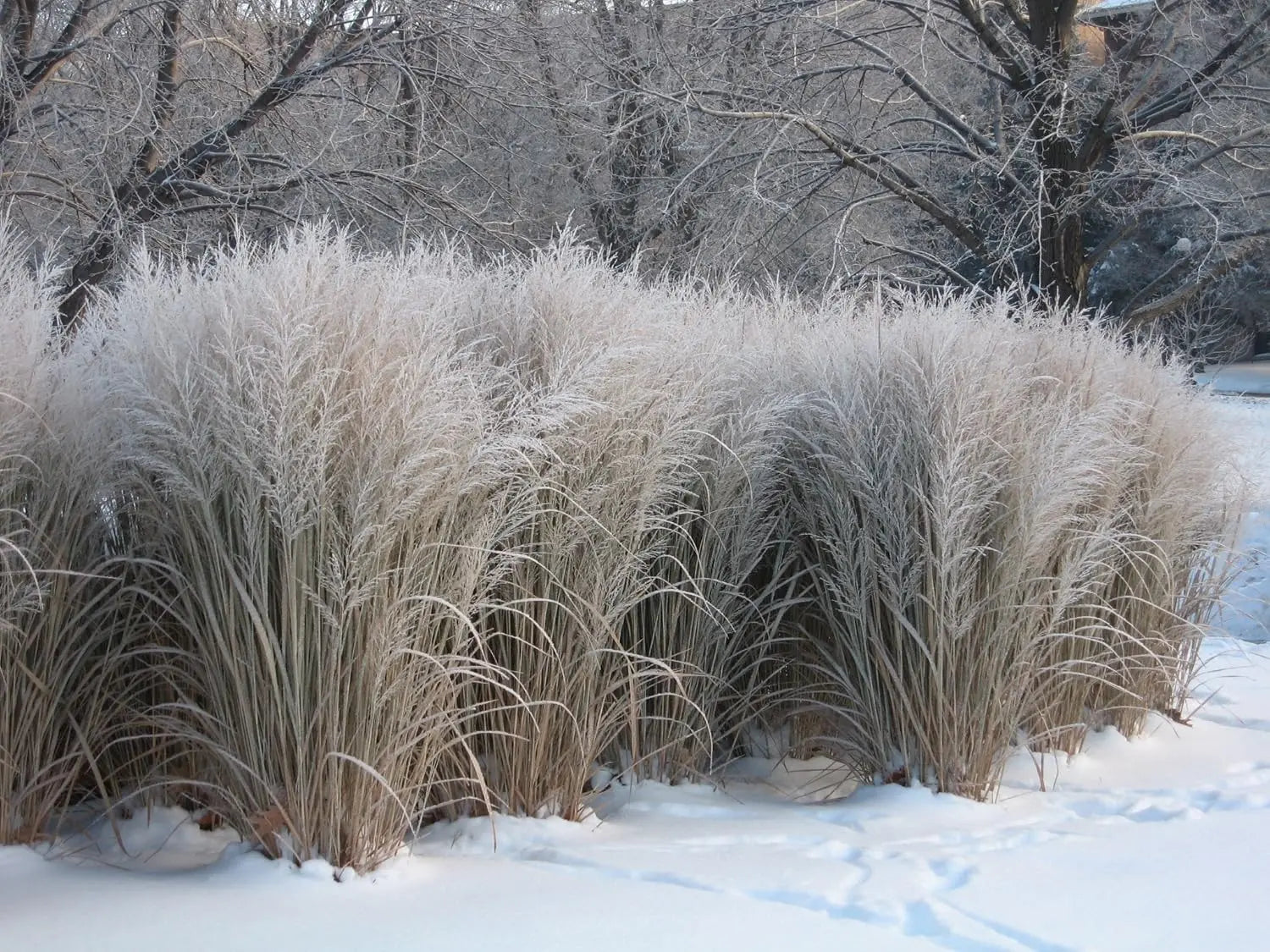 Ziergras Panicum virgatum 'Northwind' in XXL Topf, Stauden Gänge, mit grünen, schilfartigen Halmen, dekorativ und robust.