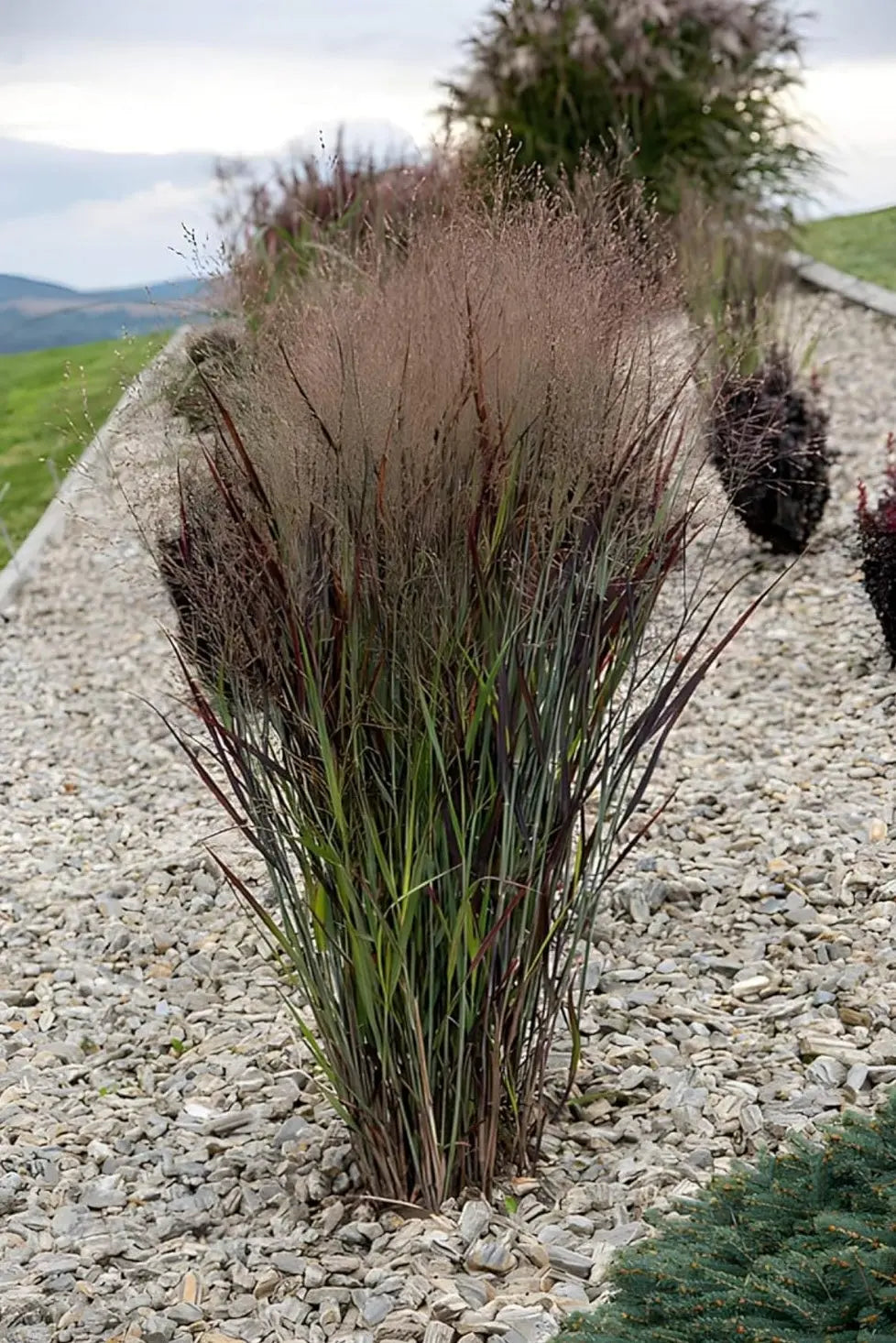 Ziergras Panicum virgatum 'Nosferatu' Rutenhirse, Stauden Gänge, grüne Halm mit rotem Rand, dekoratives Riesen-Halmenbild