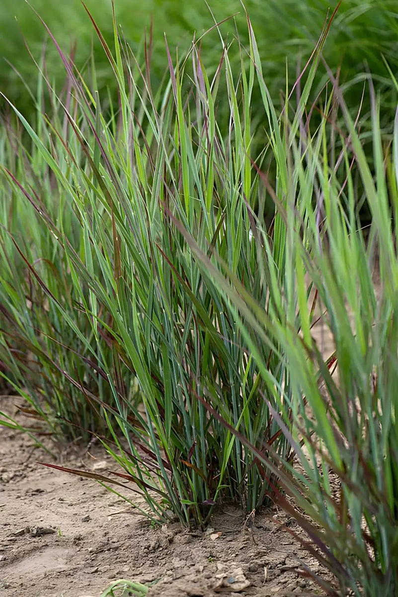 Ziergras Panicum virgatum 'Nosferatu' von Stauden Gänge, mit auffälligen dunklen Blättern, im Garten.
