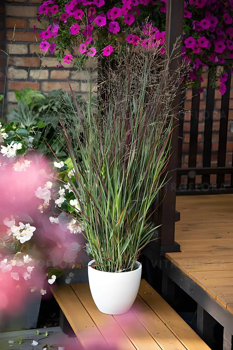 Ziergras Panicum virgatum 'Nosferatu' / Rutenhirse, Stauden Gänge, im Garten mit rotem Blätter, windbeweglich