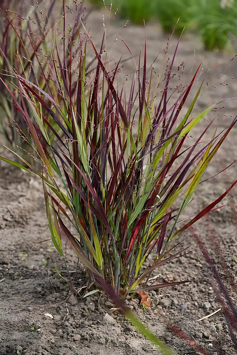 Ziergras Panicum virgatum 'Nosferatu' Rutenhirse, Stauden Gänge, mit dunkelroten bis schwarzen Blättern, im Garten.