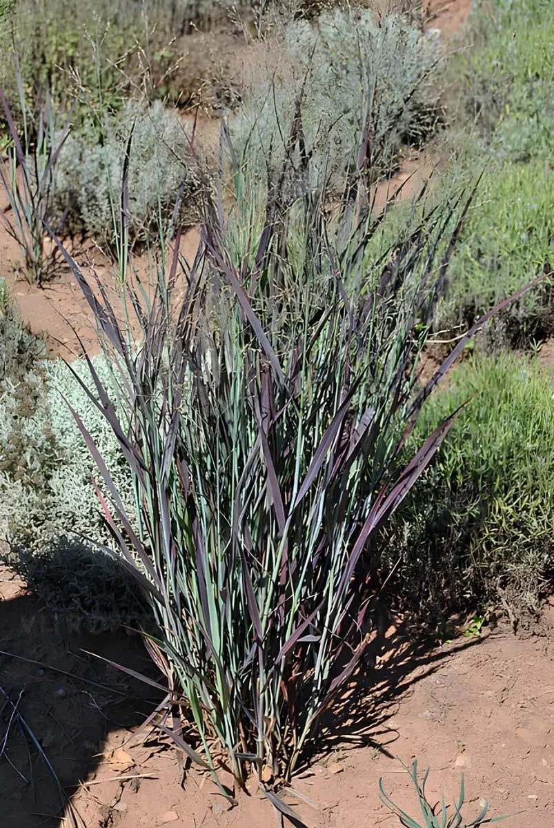 Ziergras Panicum virgatum 'Nosferatu' / Rutenhirse, Stauden Gänge, grünes, aufrecht wachsendes Ziergras mit rotem Rand.