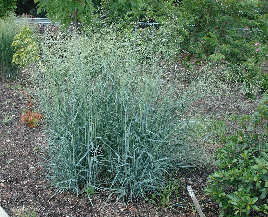 Blaue Rutenhirse Panicum virgatum 'Prairie Sky' im XXL Topf, Ziergras von Stauden Gänge, grüne Blätter und aufrechter Wuchs