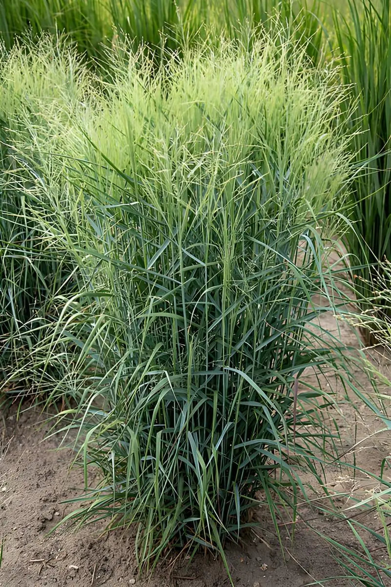 Blaue Rutenhirse Panicum virgatum 'Prairie Sky' im XXL Topf, Ziergras von Stauden Gänge, mit blauen, hohen Halmen.