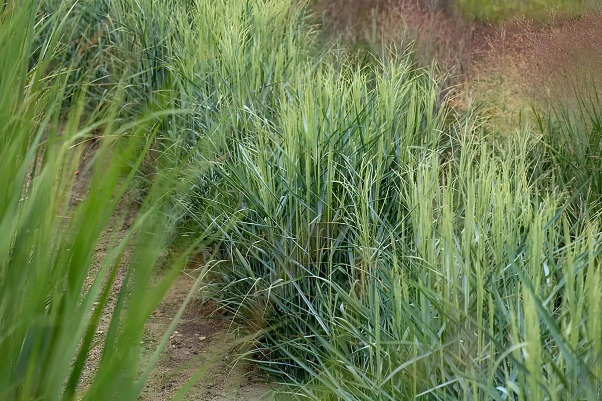 Ziergras Panicum virgatum 'Prairie Sky' in XXL Topf, blaue Rutenhirse, Stauden Gänge, dekoratives Ziergras in Topf