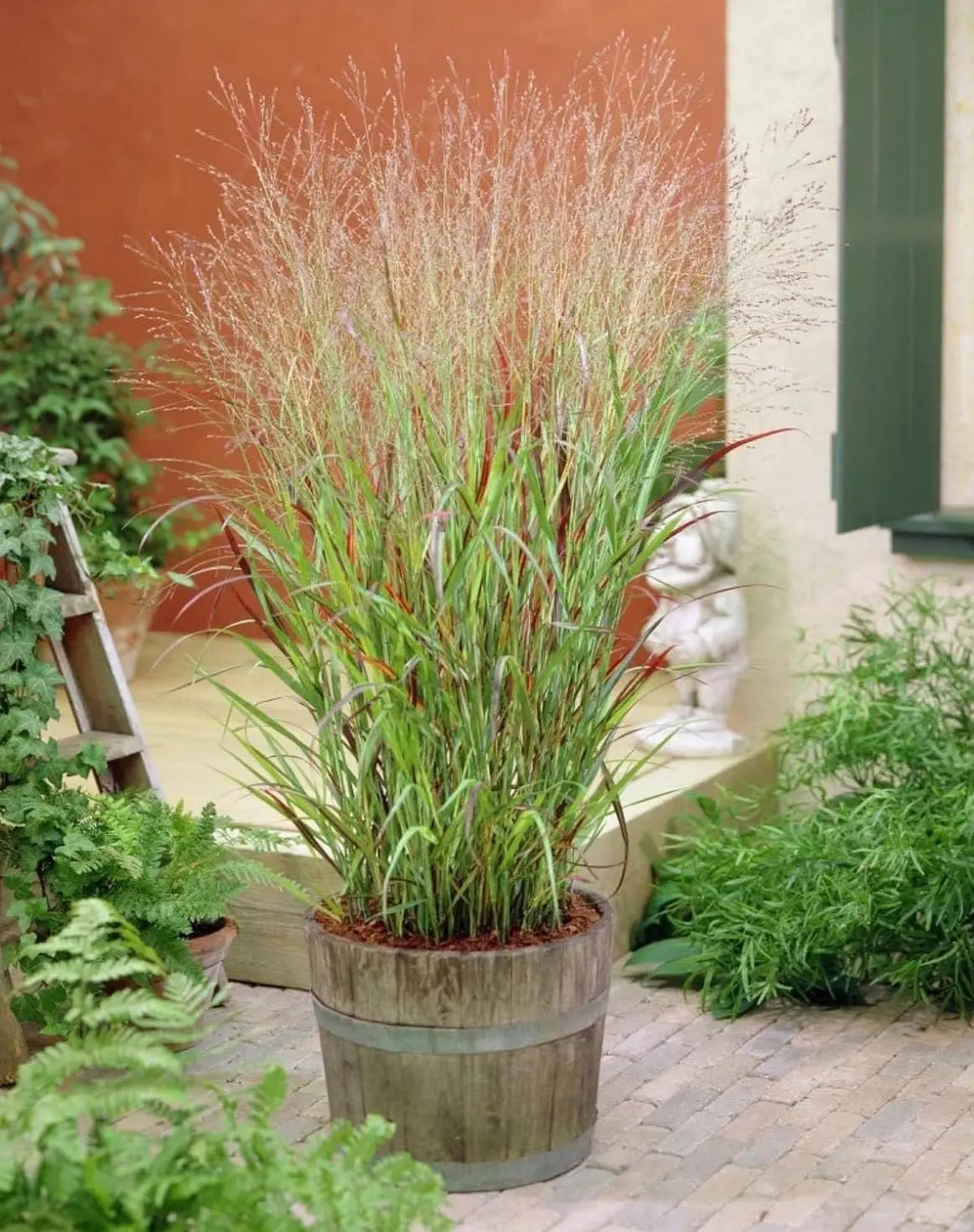 Ziergras Panicum virgatum 'Rehbraun' in XXL Topf, rote Rutenhirse, Stauden Gänge, dekoratives Ziergras, groß und robust