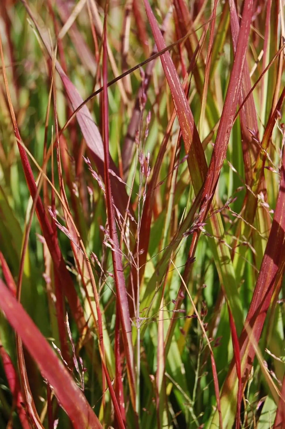 Ziergras Panicum virgatum 'Rehbraun' in XXL Topf, rote Rutenhirse, grüne Blätter, sichtbare Ähren, bei Stauden Gänge