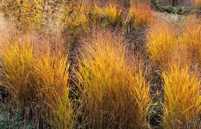 Ziergras Panicum virgatum 'Rehbraun' in XXL Topf, rote Rutenhirse, Stauden Gänge, dekoratives winterhartes Ziergras