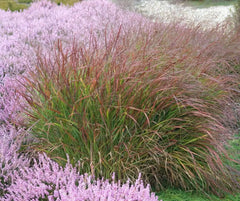 Ziergras Panicum virgatum 'Rotstrahlbusch' mit roten Halmen, Stauden Gänge, dekoratives Rutenhirse im Garten.