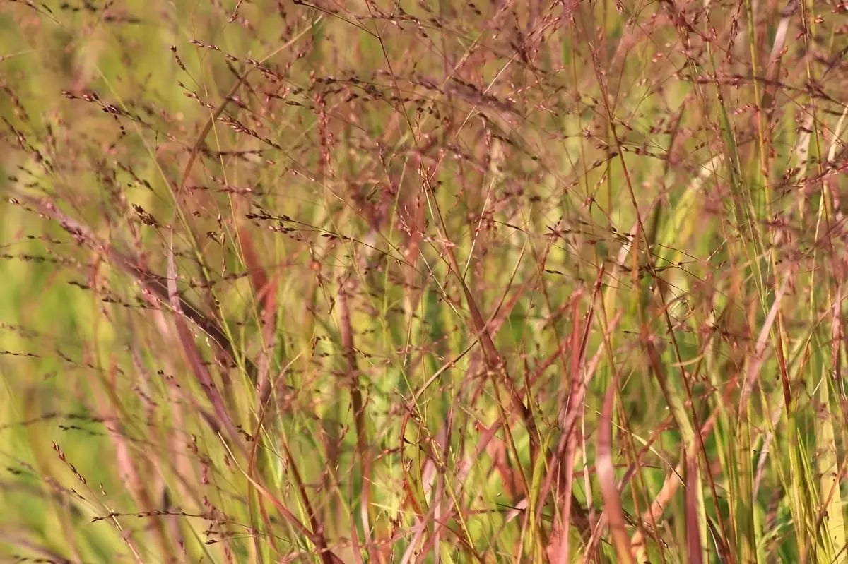 Rote Rutenhirse Panicum virgatum 'Rotstrahlbusch', Ziergras mit roten, schmalen Ähren, wächst auf einer Stauden Gänge Gartendetail