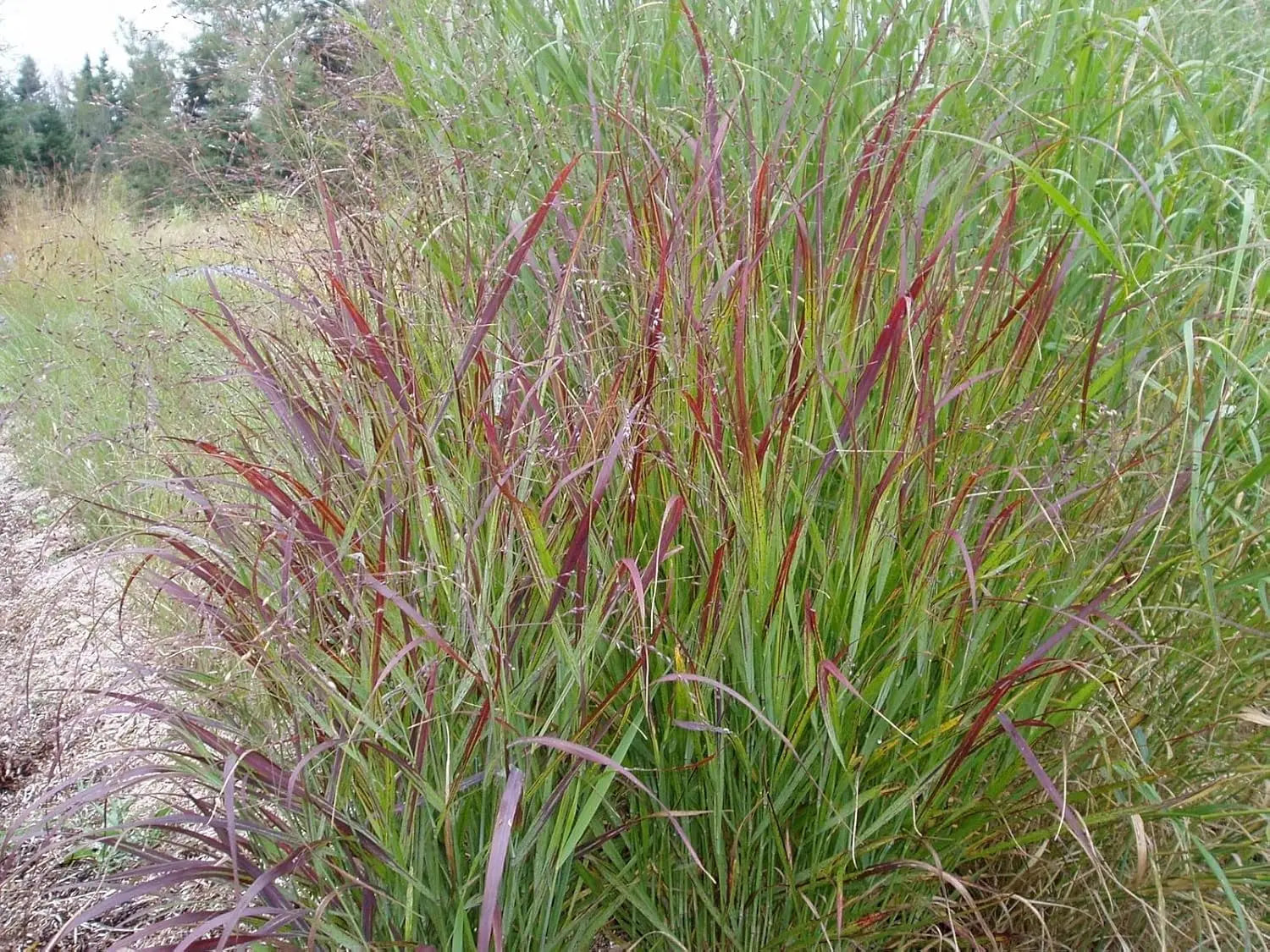 Rote Rutenhirse Panicum virgatum 'Rotstrahlbusch' Ziergras mit roten Halmen, Stauden Gänge, Gartenpflanze, Sommerliches Ziergras