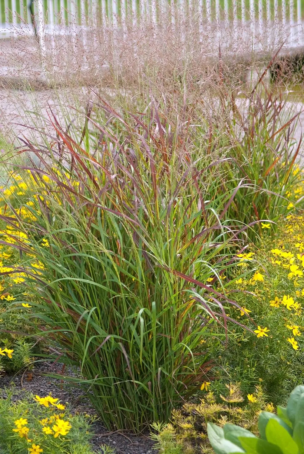 Ziergras Panicum virgatum 'Rotstrahlbusch' mit roten Ruten, Stauden Gänge, auf natürlichem Hintergrund.