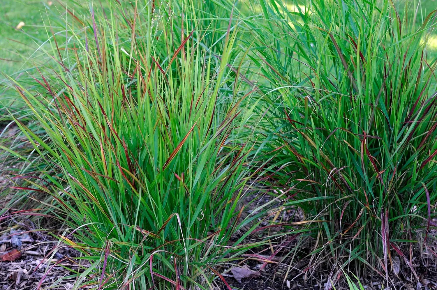 Ziergras Panicum virgatum 'Rotstrahlbusch' mit roten Ruten, Stauden Gänge, natürliche Pflanze in Gartenumgebung