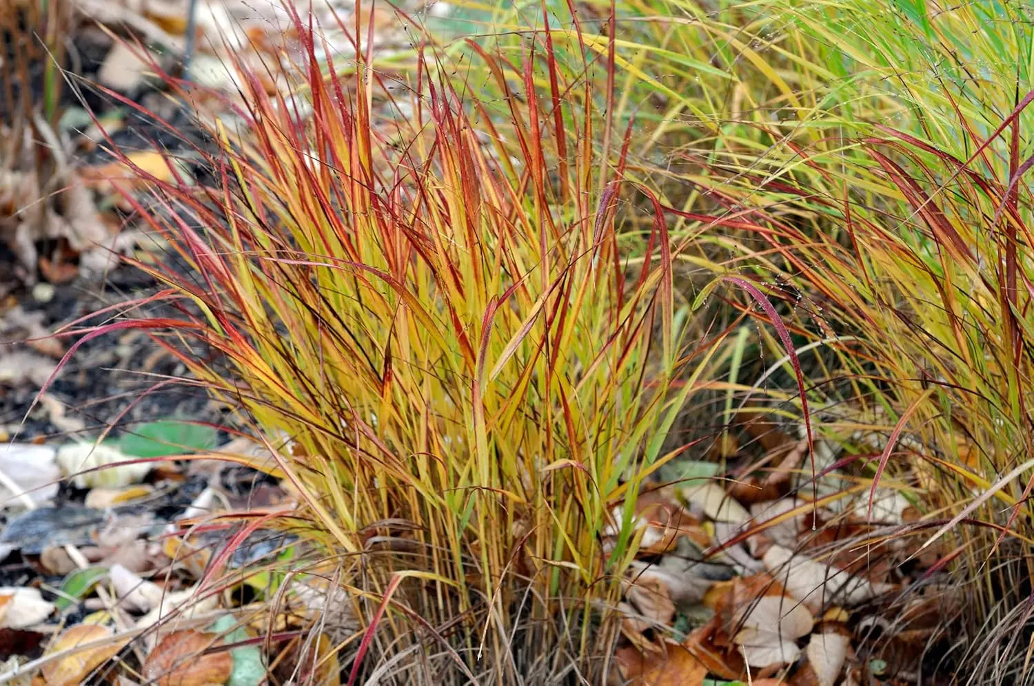 Rote Rutenhirse Panicum virgatum 'Rotstrahlbusch' als Ziergras mit roten Halmen, Stauden Gänge, Blick auf die Pflanze