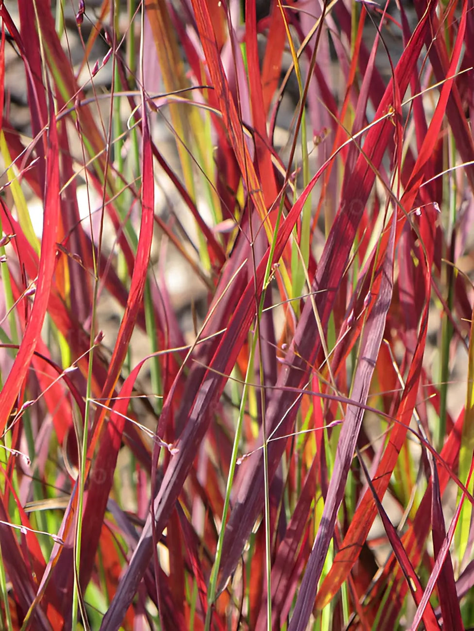 Rote Rutenhirse Panicum virgatum 'Sangria' als Ziergras mit roten Halmen, dekoratives Stauden Gänge Ziergras in Garten.