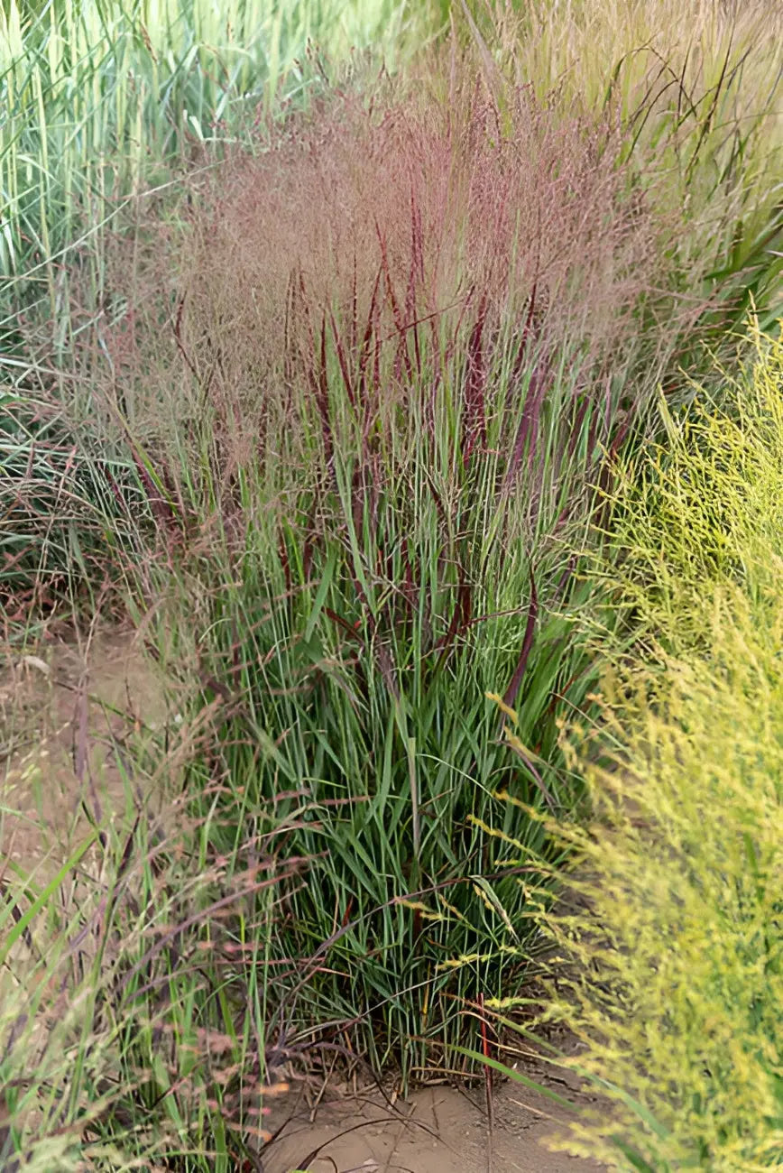 Ziergras Panicum virgatum 'Sangria' mit roten Ruten, grasartiges Laub, bei Stauden Gänge, natürliche Gartenpflanze