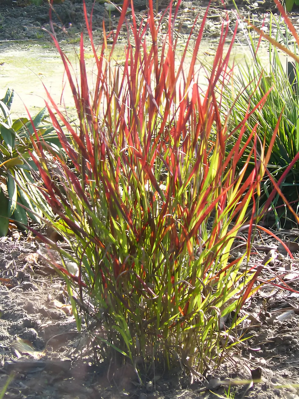 Ziergras Panicum virgatum 'Sangria' mit roten Ruten, Stauden Gänge, auf hellen Hintergrund, sommerlich und dekorativ
