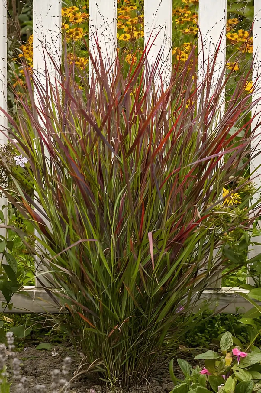 Rote Rutenhirse Panicum virgatum 'Sangria' als Ziergras mit roten Halmen, Pflanze von Stauden Gänge, im Garten.