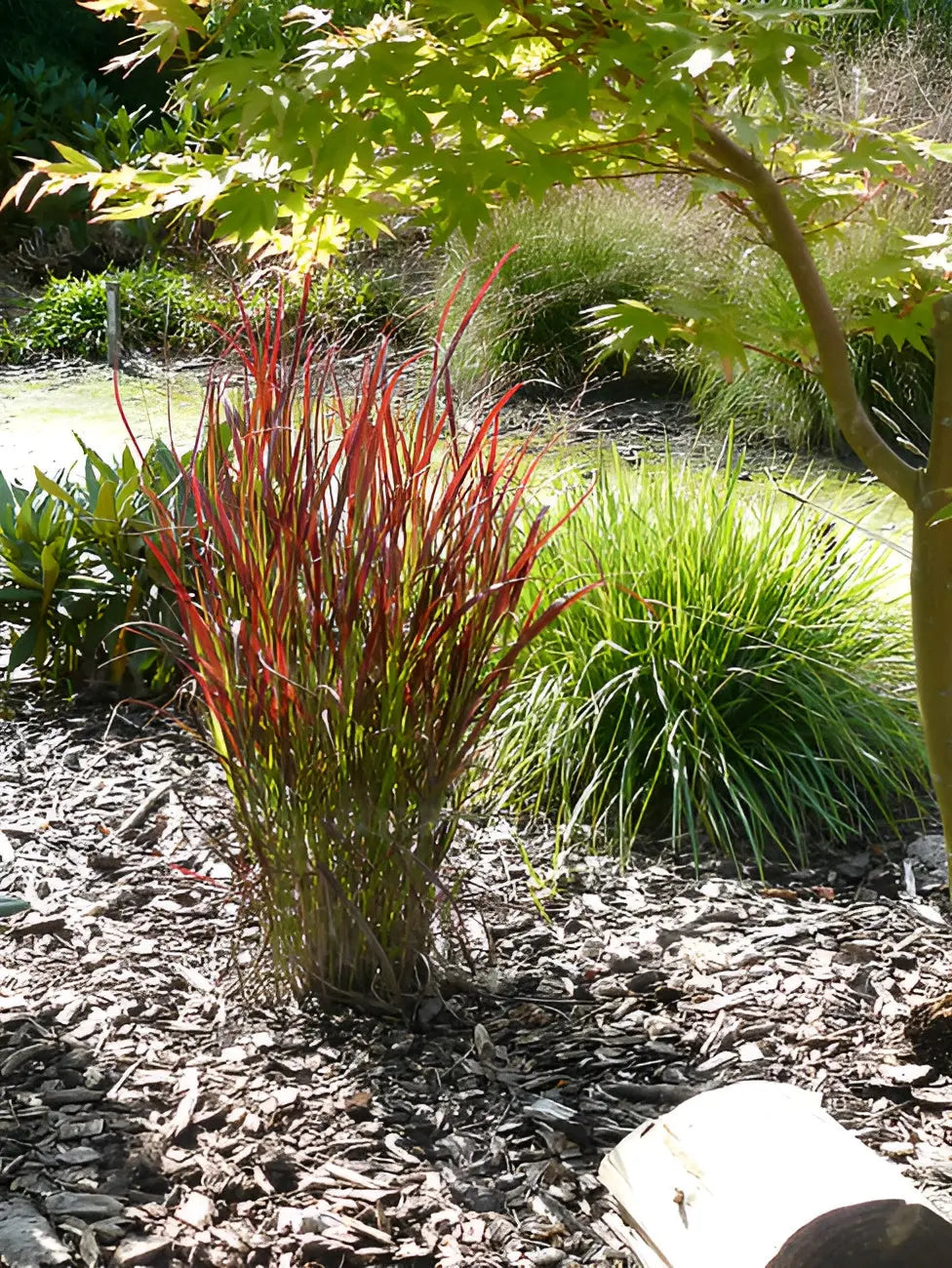 Ziergras Panicum virgatum 'Sangria' mit roten Ruten, grasgrüne Blätter, im Garten, Stauden Gänge, dekorative Pflanze