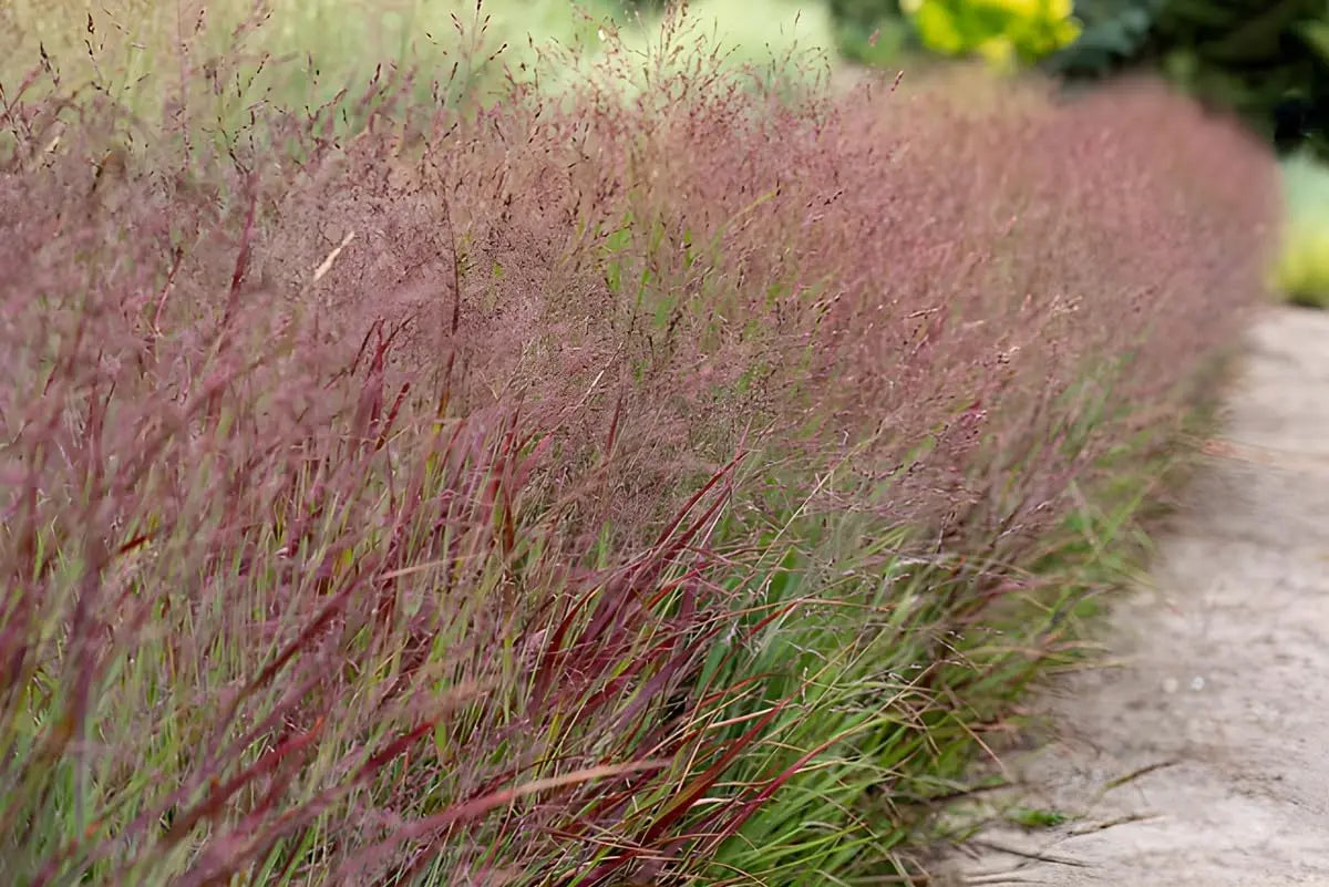 Ziergras Panicum virgatum 'Shenandoah' mit roten Ruten, dekoratives Stauden Gänge Pflanzbild, sommerlich grüner Hintergrund