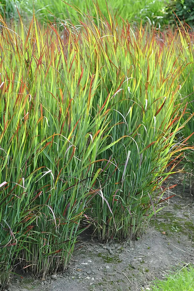 Ziergras Panicum virgatum 'Shenandoah' mit roten Ruten, Stauden Gänge, sommerlich im Garten, hohe, schmale Blütenstände