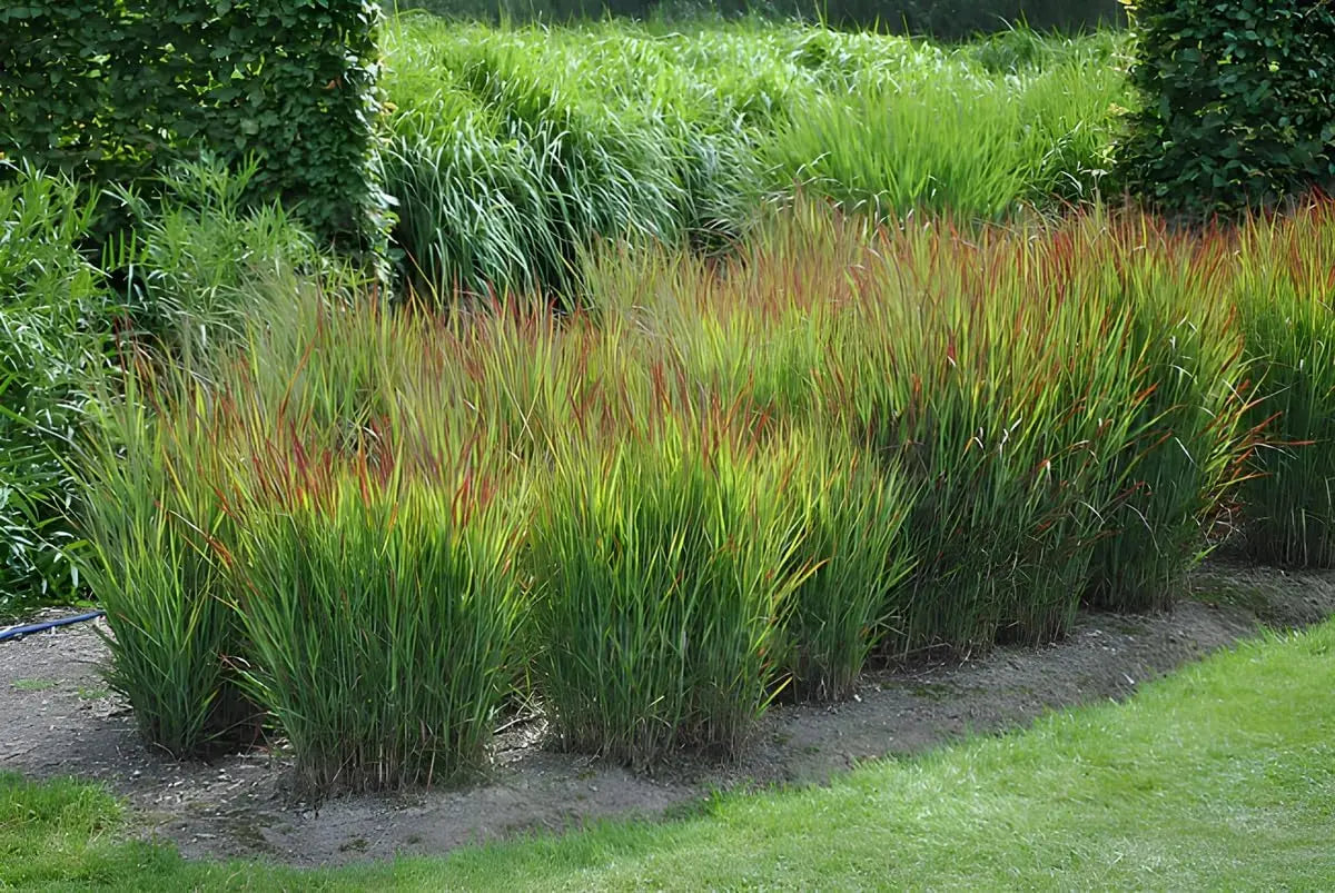 Ziergras Panicum virgatum 'Shenandoah' mit roten Ruten, Stauden Gänge, dekoratives Ziergras im Garten, aufrecht wachsend