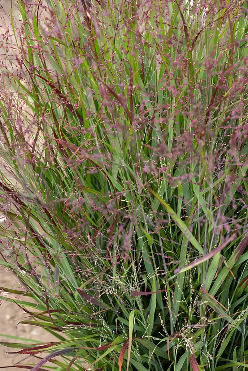 Ziergras Panicum virgatum 'Shenandoah' mit roten Ruten, dekoratives Stauden Gänge Ziergras, winterharte Pflanze