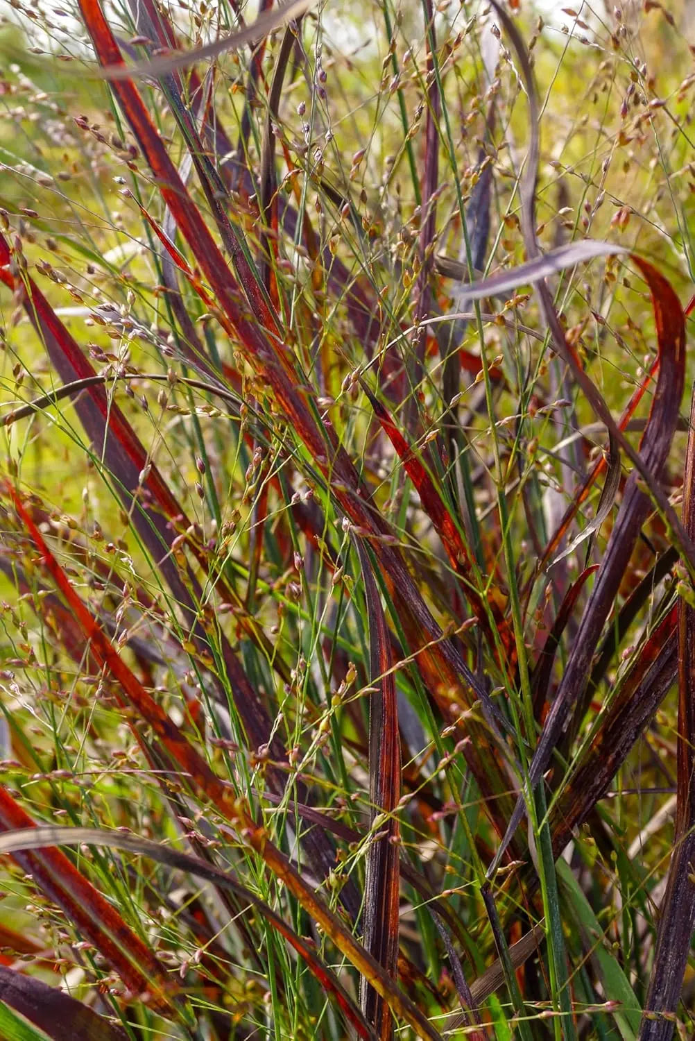 Feuerrote Rutenhirse (Panicum virgatum 'Squaw') in XXL Topf, Ziergras mit roten Halmen und aufrechter Wuchs.
