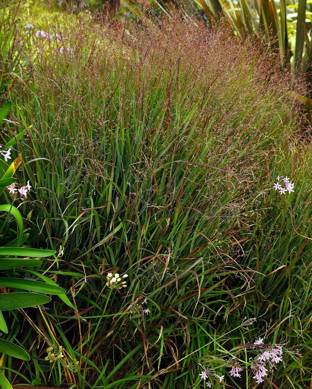 Feuerrote Rutenhirse 'Panicum virgatum Squaw' im XXL Topf, Ziergras mit rot gefärbten Halmen, von Stauden Gänge.
