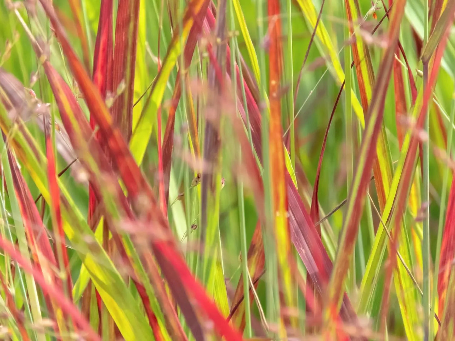 Ziergras Panicum virgatum 'Squaw' in XXL Topf, Feuerrote Rutenhirse, Stauden Gänge, grüne und rote Blätter, robustes Ziergras