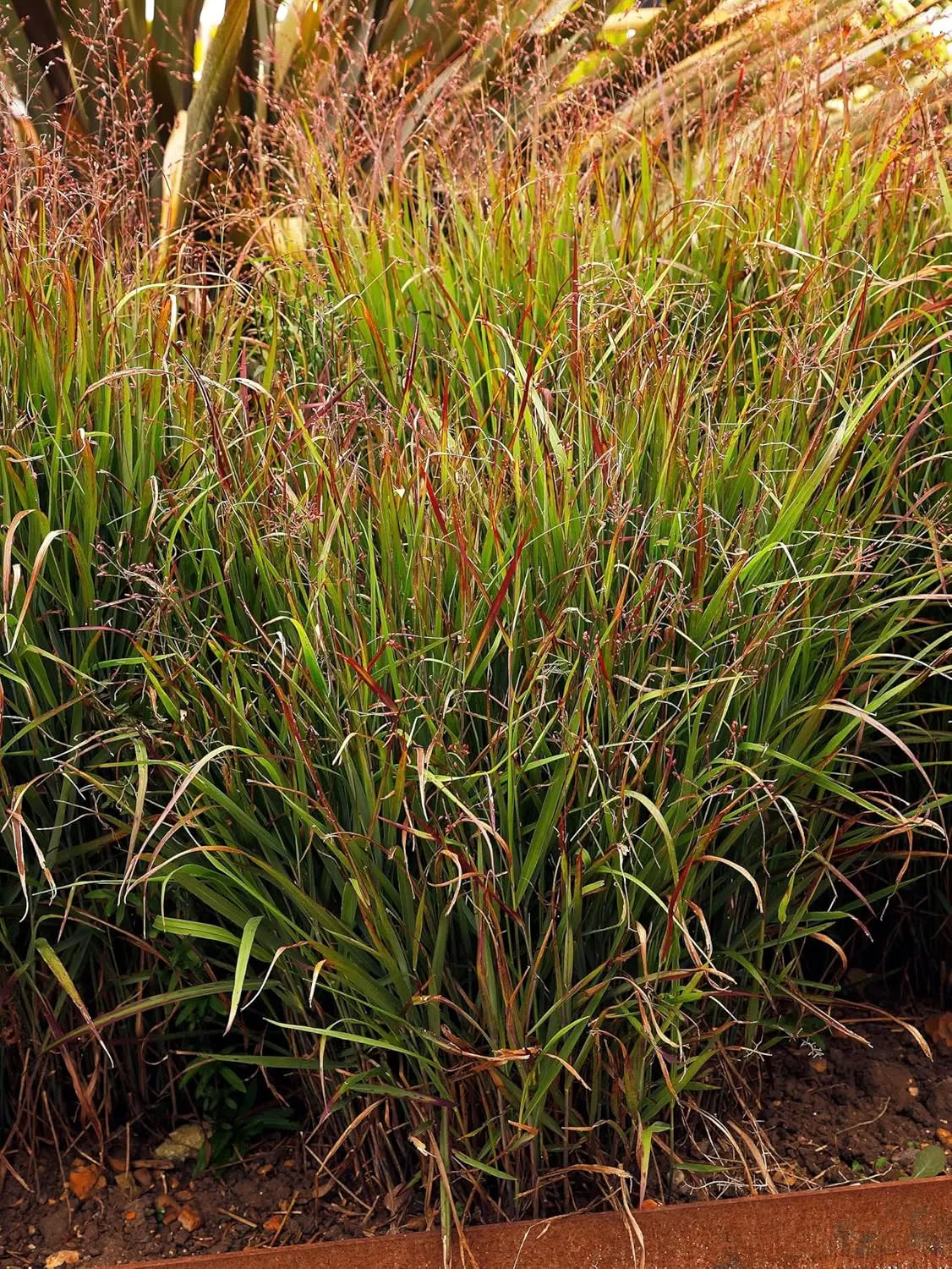 Feuerrote Rutenhirse (Panicum virgatum 'Squaw') im XXL Topf, Ziergras von Stauden Gänge, mit roten Halm und langem, schilfartigem Wachstum