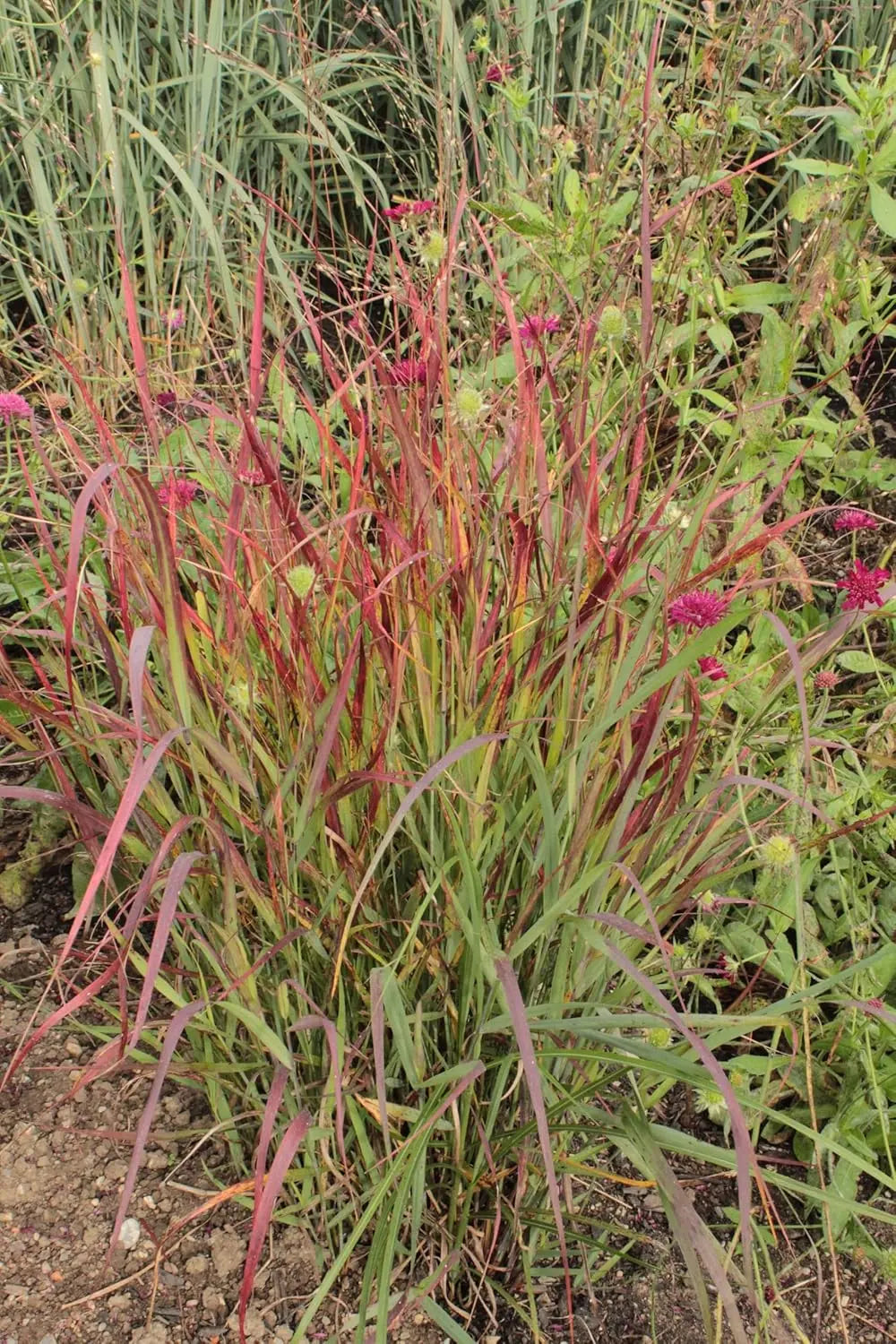 Feuerrote Rutenhirse Panicum virgatum 'Squaw' im XXL-Topf, Ziergras von Stauden Gänge, mit roten Halmen und grünen Blättern.